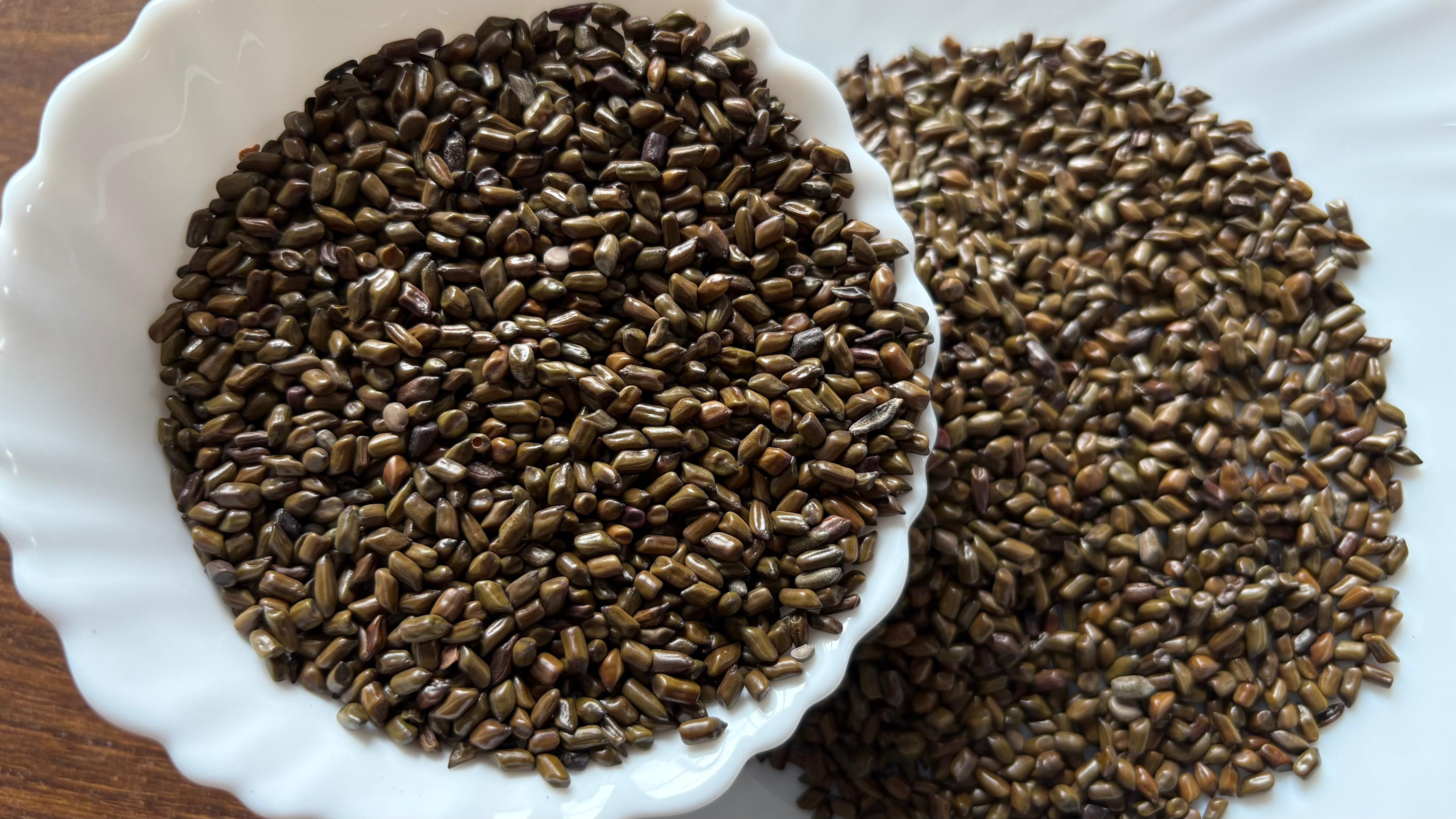 Cassia Seeds Manufacturer & Exporter